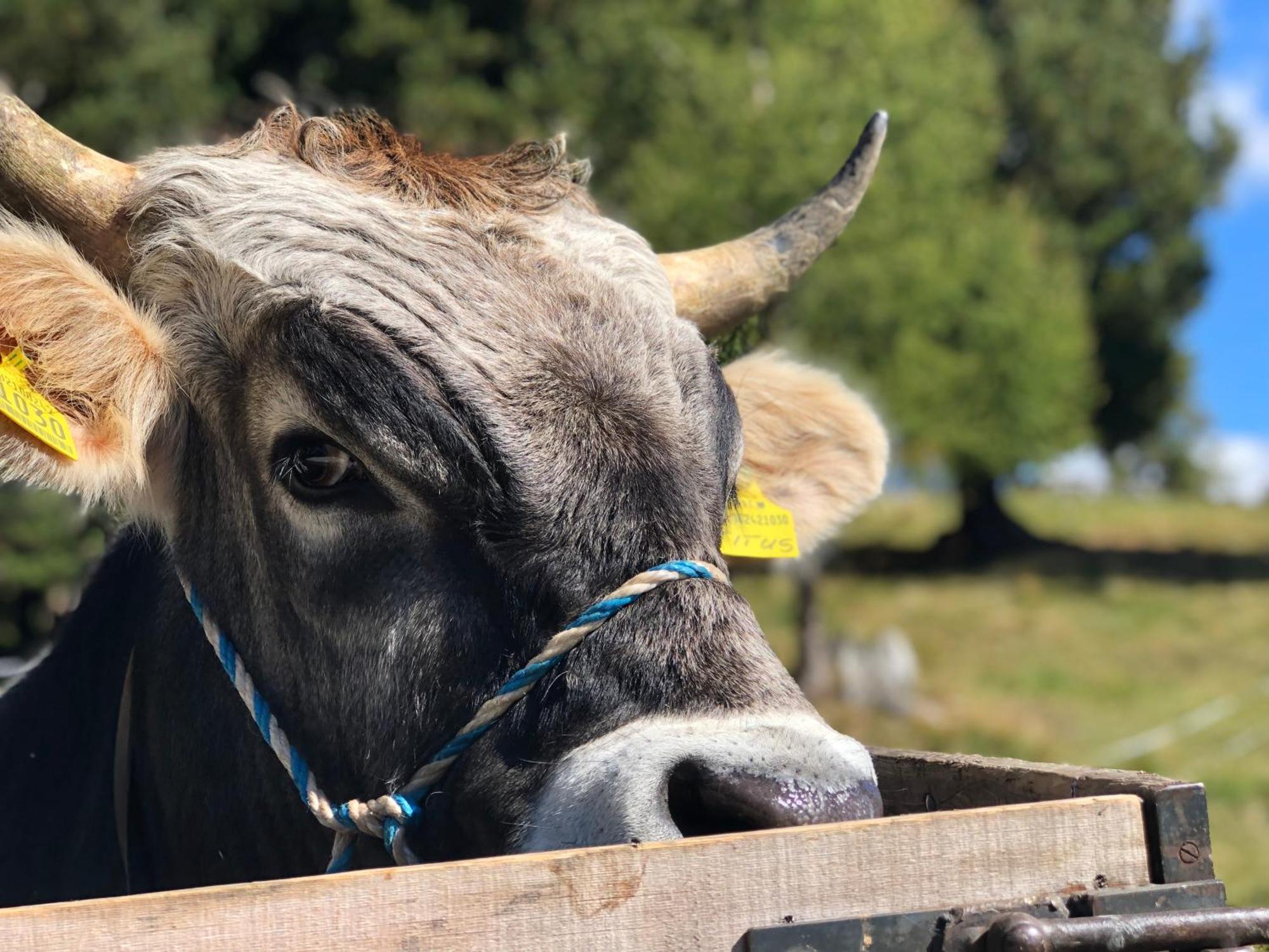 Vakantieboerderij Sule Hof *