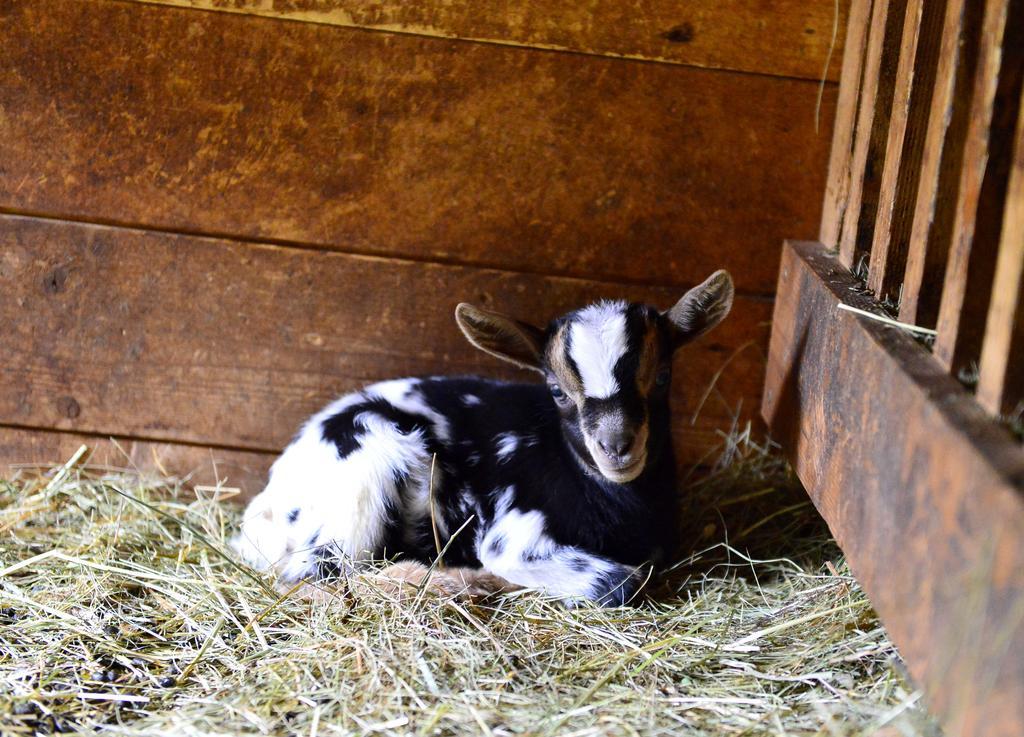Sule Hof Agriturismo Farm stay *