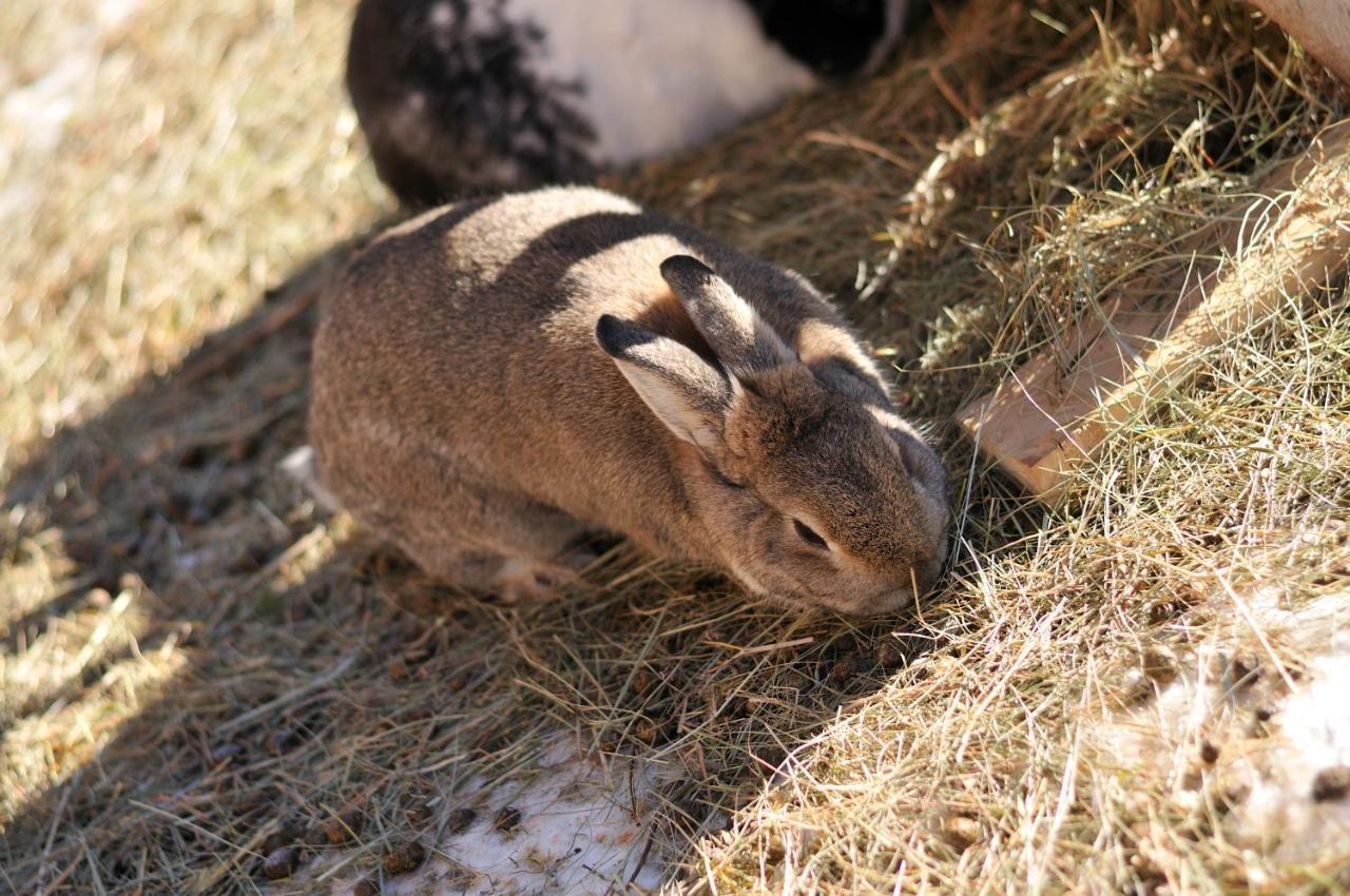 Farm stay Sule Hof Agriturismo *
